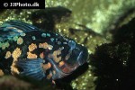 hexagrammos lagocephalus hexagrammos lagocephalus