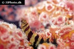 oxylebius pictus oxylebius pictus