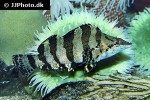 oxylebius pictus oxylebius pictus