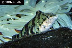 oxylebius pictus oxylebius pictus