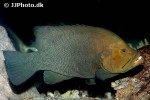 aethaloperca rogaa aethaloperca rogaa