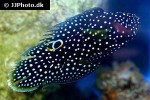 calloplesiops altivelis calloplesiops altivelis