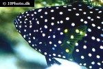 calloplesiops altivelis calloplesiops altivelis