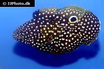 calloplesiops altivelis calloplesiops altivelis