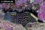 calloplesiops altivelis calloplesiops altivelis