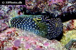 calloplesiops altivelis calloplesiops altivelis