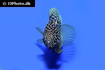 calloplesiops altivelis calloplesiops altivelis