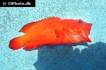 cephalopholis aurantia cephalopholis aurantia