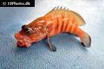 cephalopholis boenak cephalopholis boenak