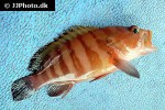 cephalopholis boenak cephalopholis boenak