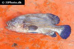 cephalopholis formosa cephalopholis formosa