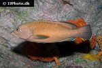 cephalopholis fulva cephalopholis fulva