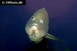 cephalopholis fulva cephalopholis fulva