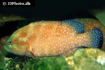cephalopholis miniata