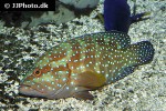 cephalopholis miniata
