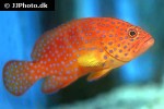 cephalopholis miniata