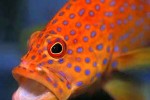 cephalopholis miniata