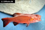 cephalopholis miniata