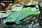 cephalopholis polleni cephalopholis polleni