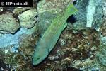 cephalopholis polleni cephalopholis polleni