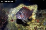 cephalopholis sexmaculata cephalopholis sexmaculata