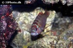 cephalopholis sexmaculata cephalopholis sexmaculata
