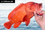 cephalopholis sonnerati cephalopholis sonnerati