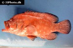 cephalopholis sonnerati cephalopholis sonnerati