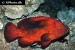 cephalopholis urodeta cephalopholis urodeta