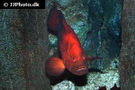 cephalopholis urodeta cephalopholis urodeta