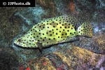 cromileptes altivelis cromileptes altivelis