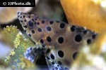cromileptes altivelis cromileptes altivelis