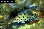 cromileptes altivelis cromileptes altivelis