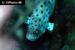 cromileptes altivelis cromileptes altivelis