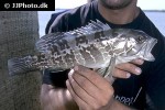 epinephelus aeneus epinephelus aeneus