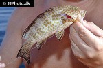epinephelus areolatus epinephelus areolatus