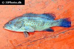 epinephelus bleekeri epinephelus bleekeri