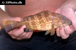 epinephelus bleekeri epinephelus bleekeri