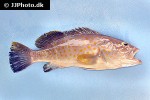 epinephelus bleekeri epinephelus bleekeri