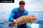 epinephelus bleekeri epinephelus bleekeri