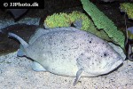 epinephelus cyanopodus epinephelus cyanopodus