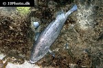 epinephelus cyanopodus epinephelus cyanopodus