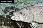 epinephelus cyanopodus epinephelus cyanopodus
