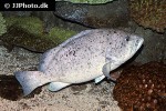 epinephelus cyanopodus epinephelus cyanopodus