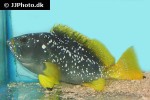 epinephelus flavocaeruleus epinephelus flavocaeruleus