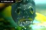 epinephelus flavocaeruleus epinephelus flavocaeruleus