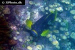 epinephelus flavocaeruleus epinephelus flavocaeruleus