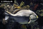 epinephelus flavocaeruleus epinephelus flavocaeruleus