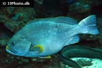 epinephelus flavocaeruleus epinephelus flavocaeruleus