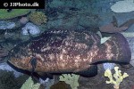 epinephelus itajara epinephelus itajara
